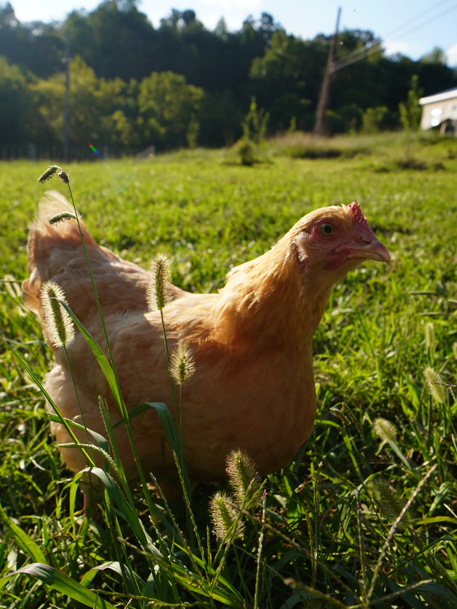 Why Buff Orpington Chickens Are Great for the Homestead